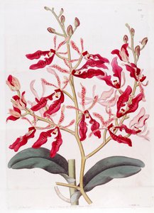 Illustration of Renanthera coccinea